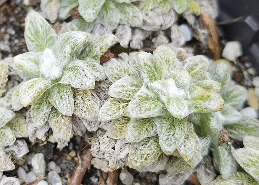Helichrysum chionophilum